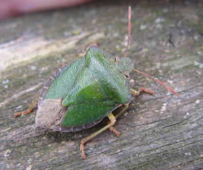 Heteroptera dei Colli Euganei